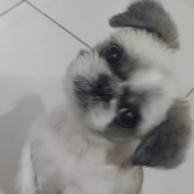 Joy Kelli Cristiane da Silva Damasceno