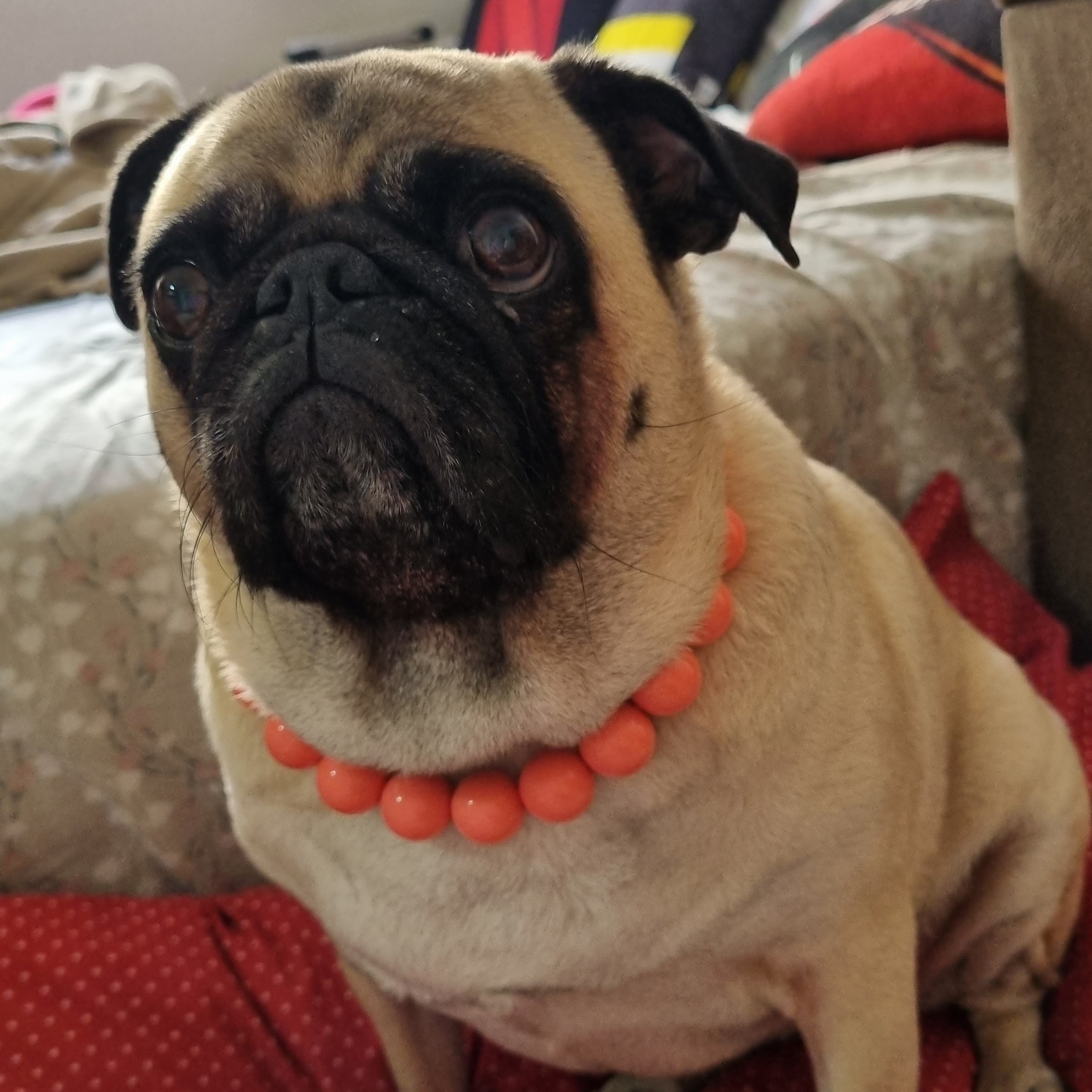 Lucy Prestes Priscila SantAnna 