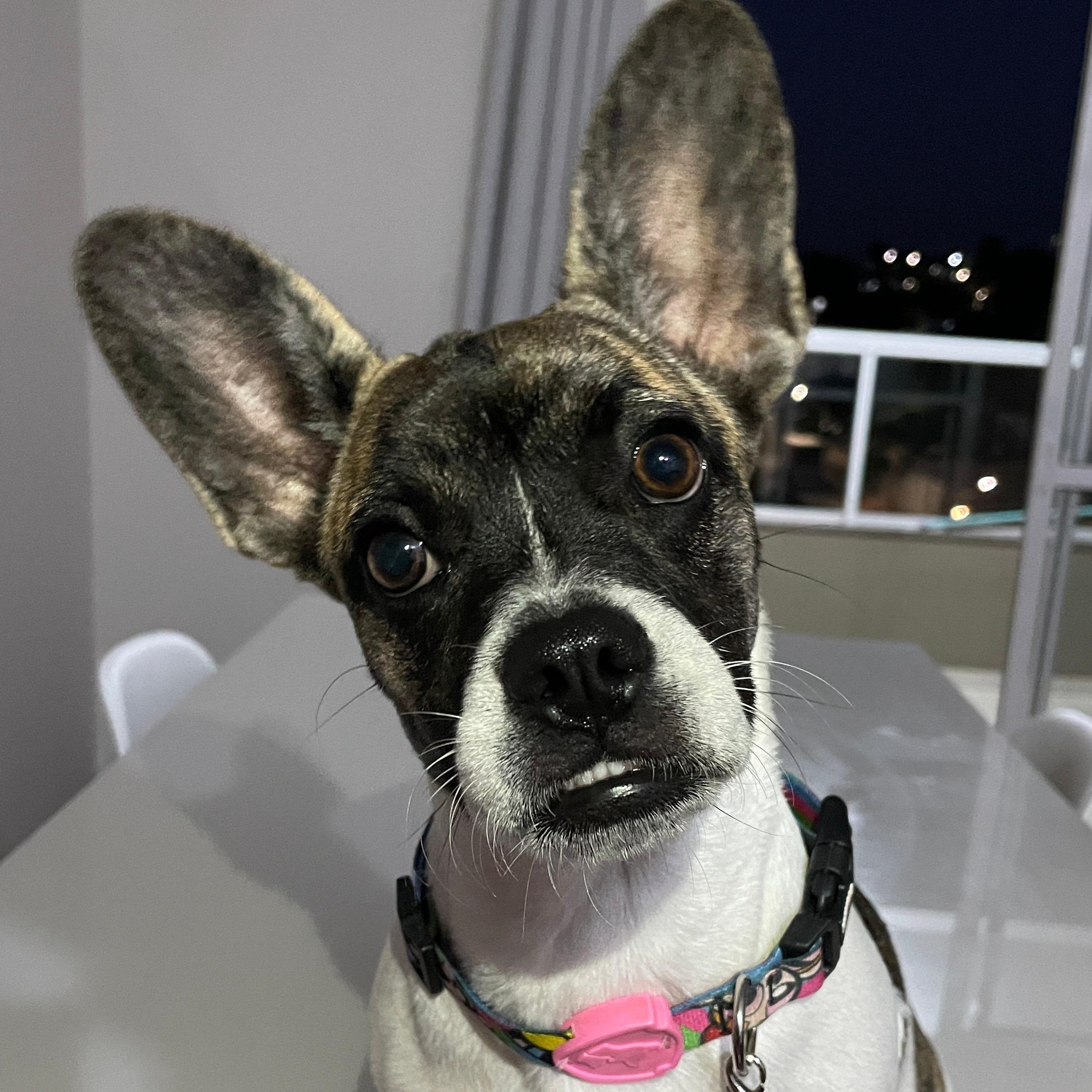 Chloe Maria  Crislaine Lima