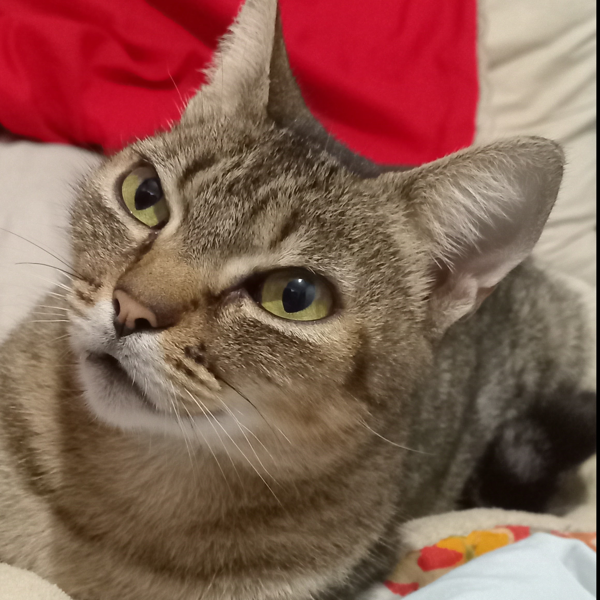 Zelda Pâmela