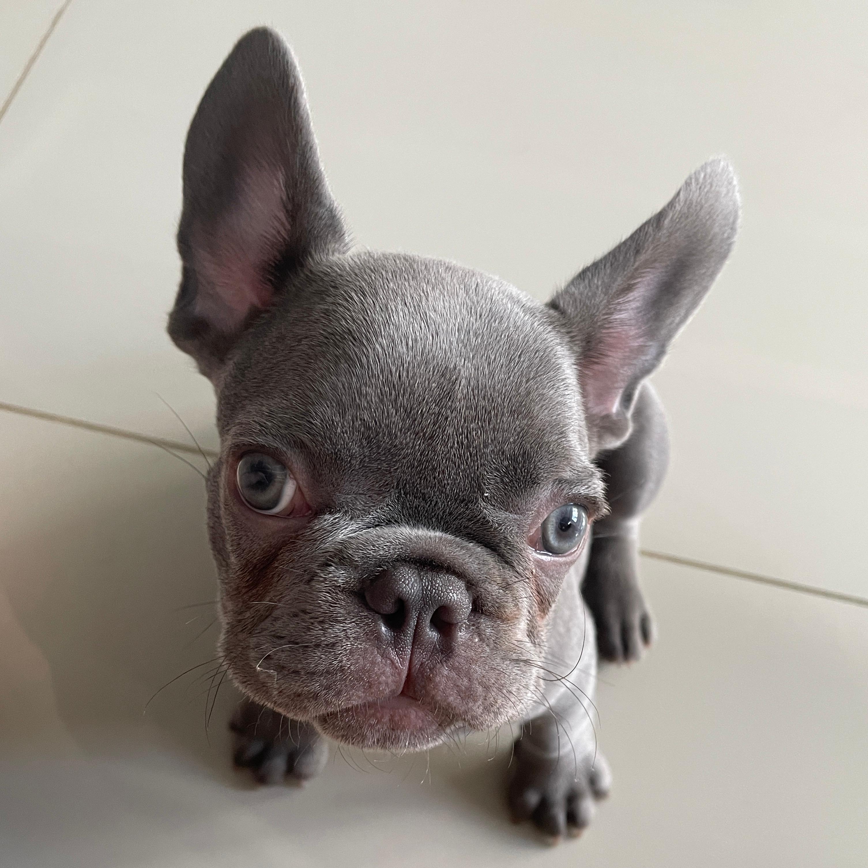 Fumaça Bulldog