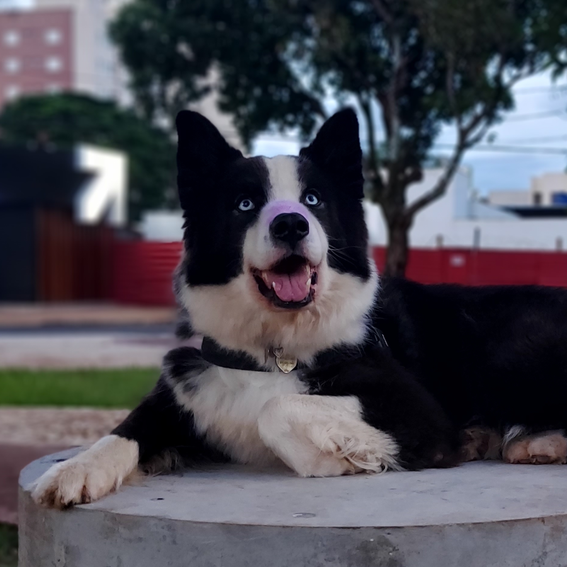 Kovu Luíza Ferreira Silva