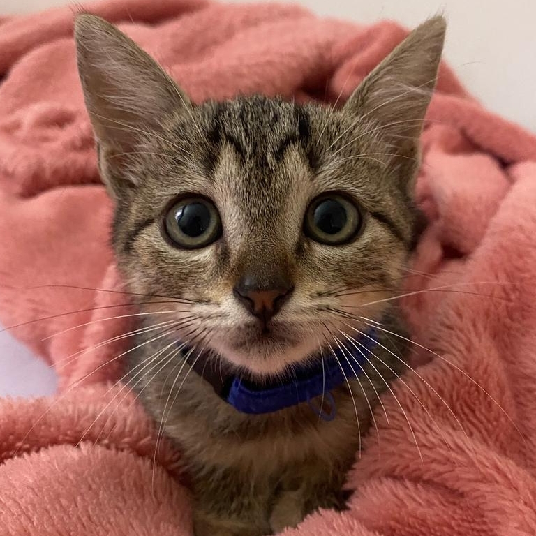 Zeca Gatinho  Bianca Bonfim 