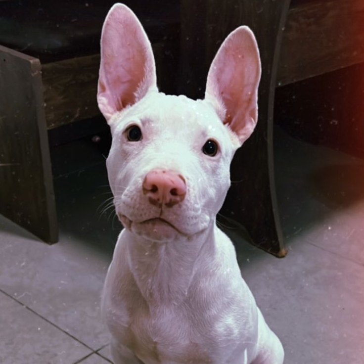 -Thorffin Jessica Artin