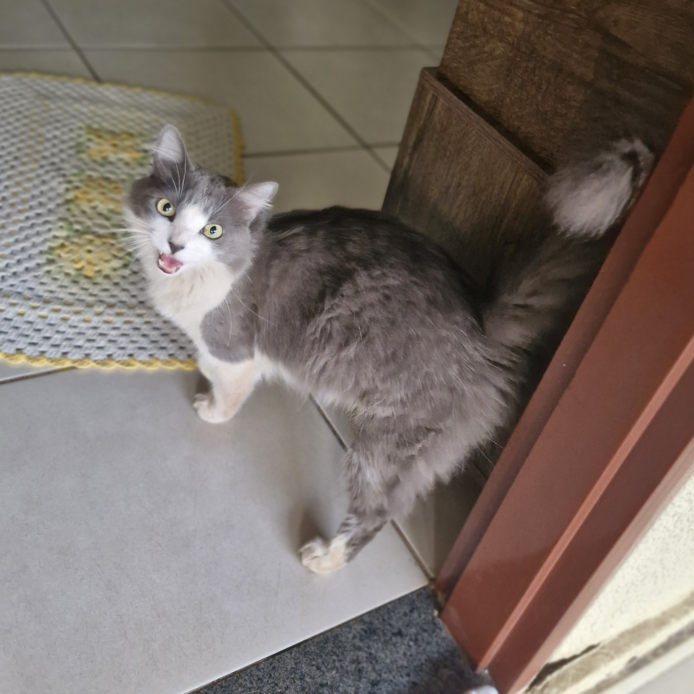 Maximus  Fernanda Rafaela Silva Caixeta