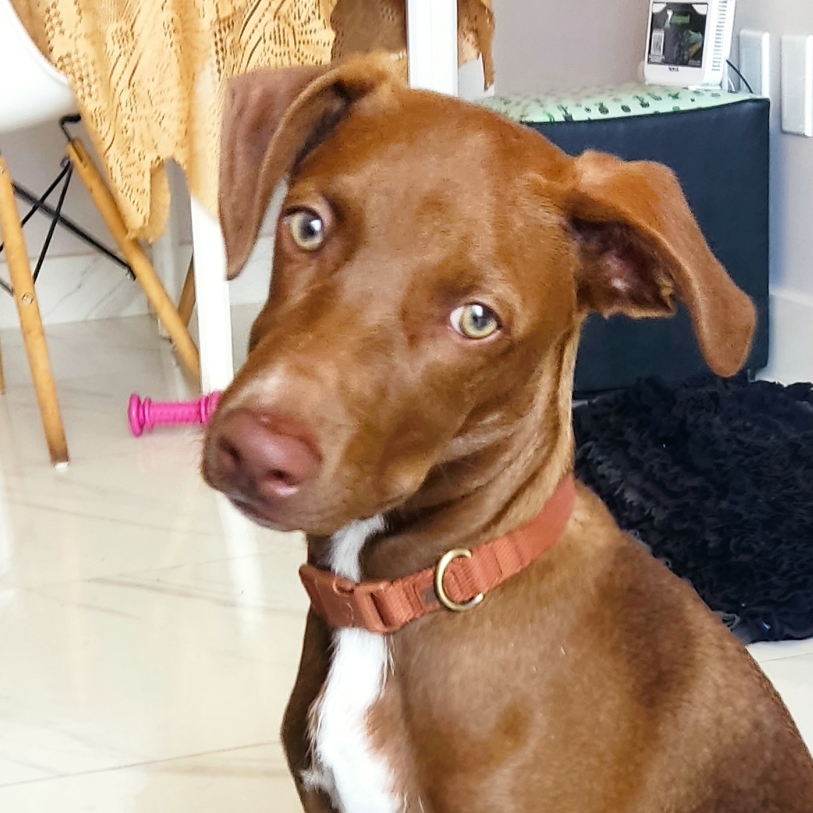 Ragnar  Jade e Junior 