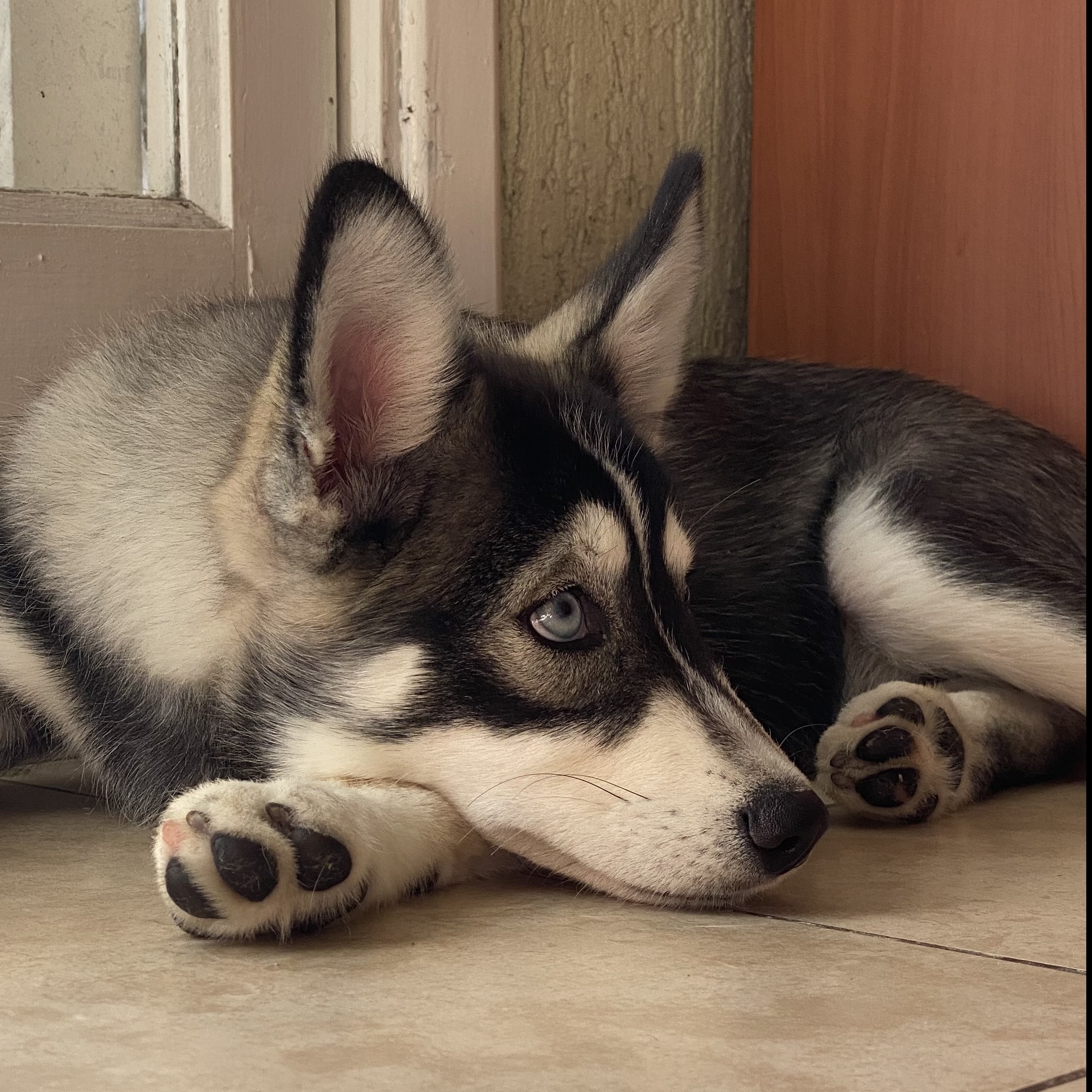 Loki Antonelli Hannes Filipe e Hellena