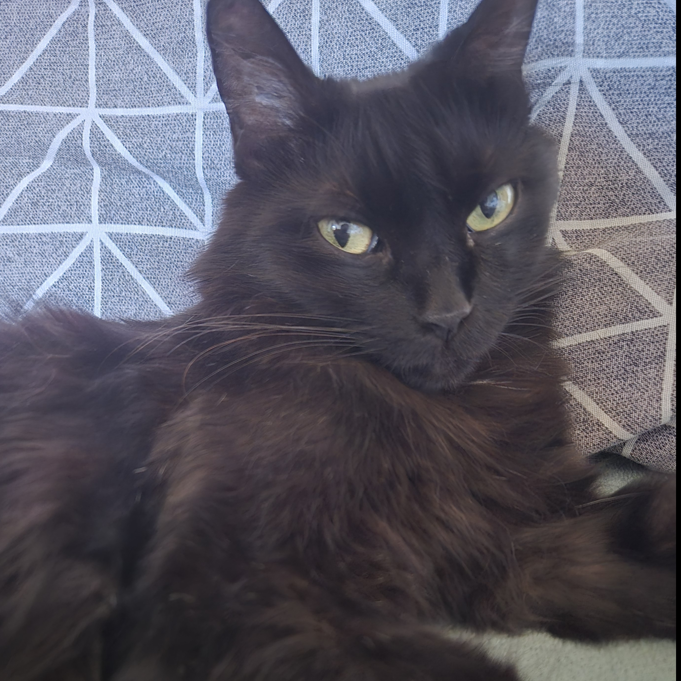 Lilith Gleisla P. Silva