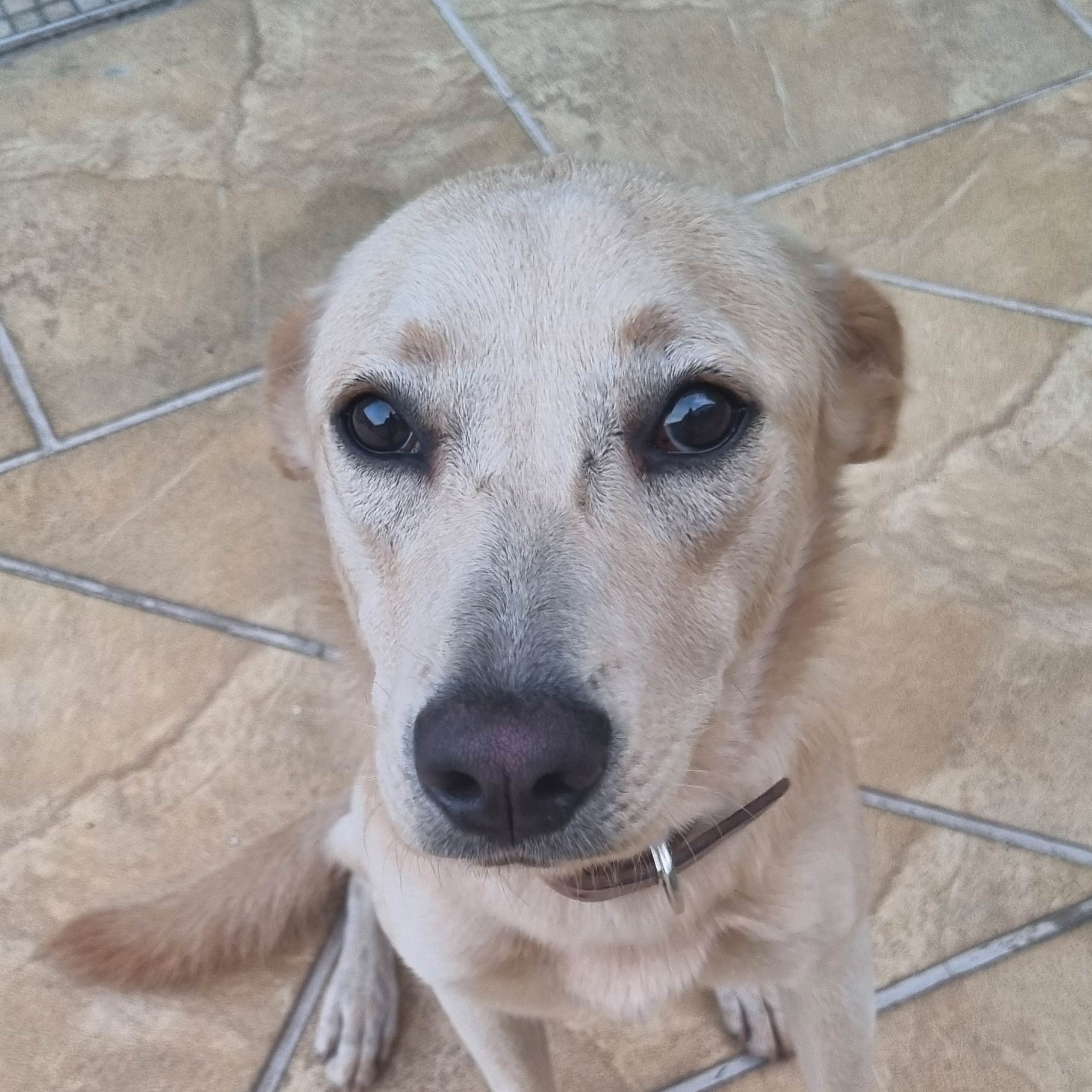 Lila Paulo Cesar 