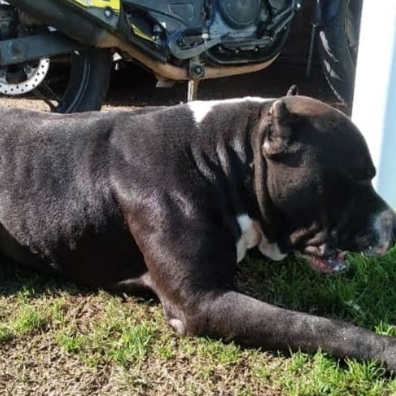 Mercenario Luciana Wagner domenech 