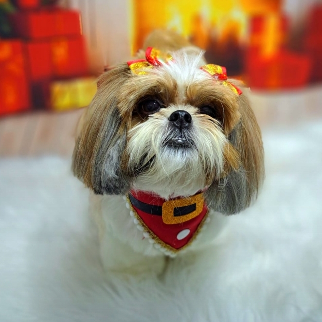 Kiara José Ricardo Emerenciano 