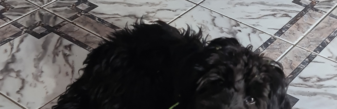 YoshiGleiverton Pinheiro 
