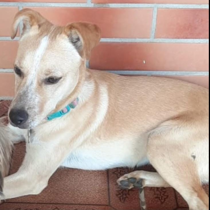 Bella Lourenço