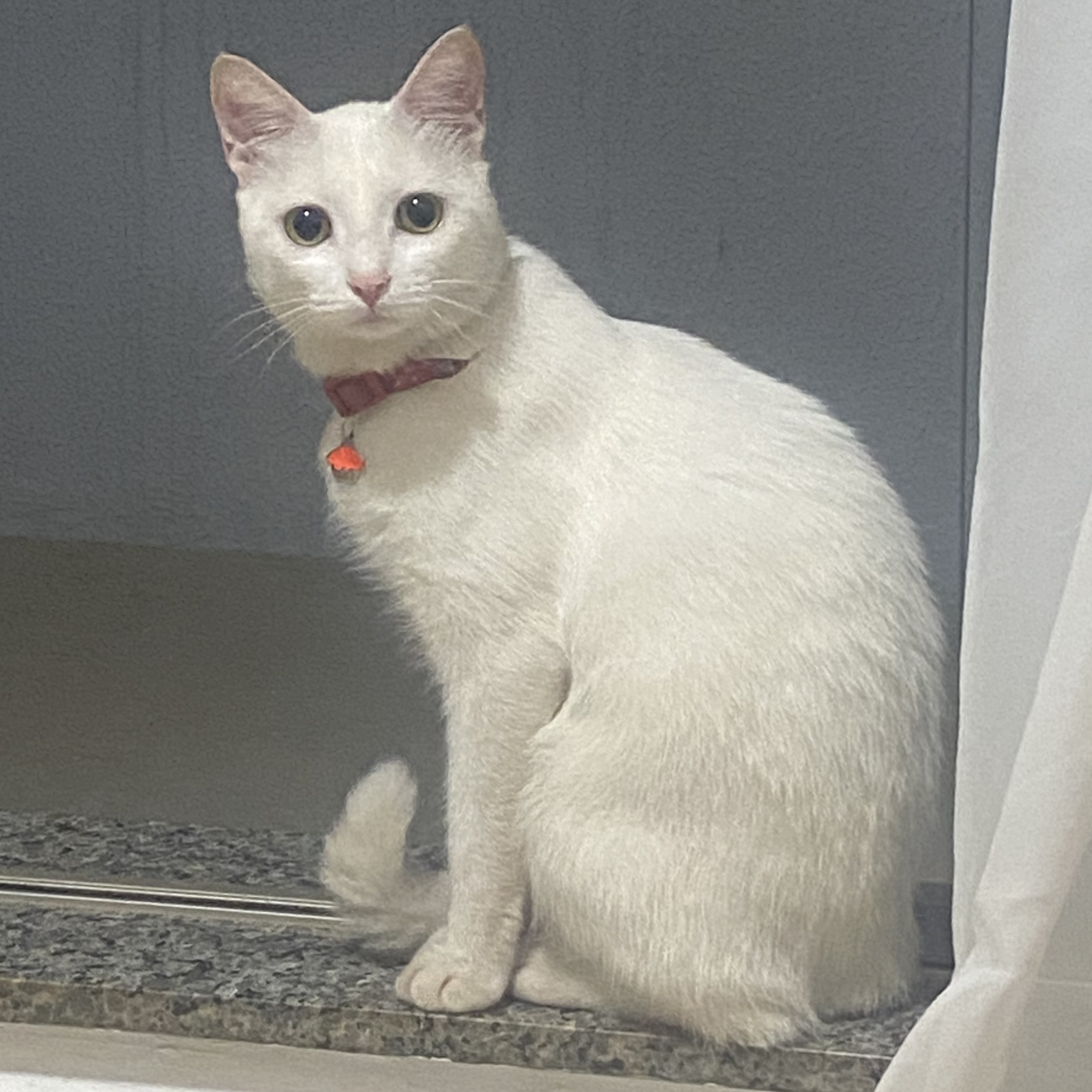 Snow Coelho Debora Coelho