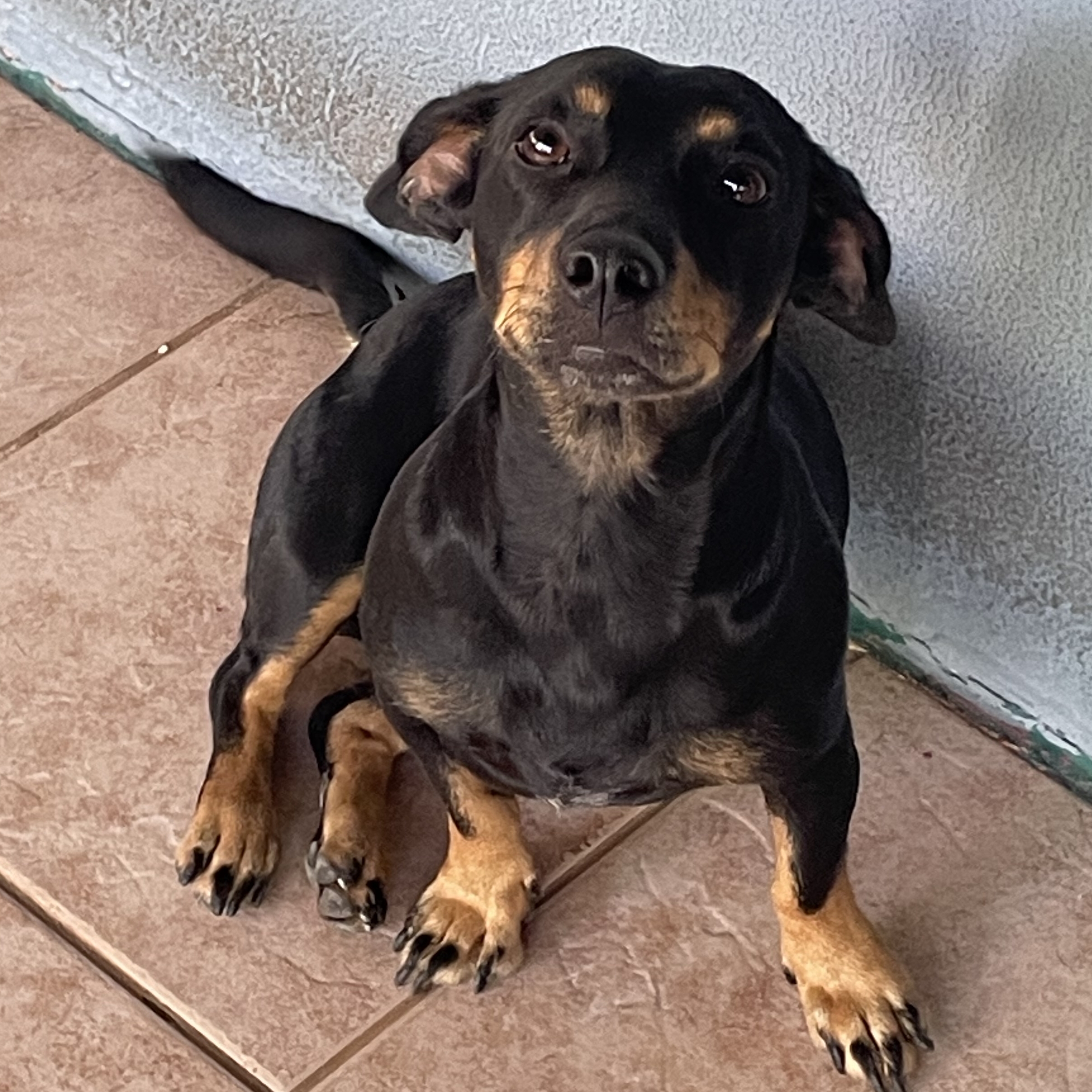 Amora José Joselino Corrêa 