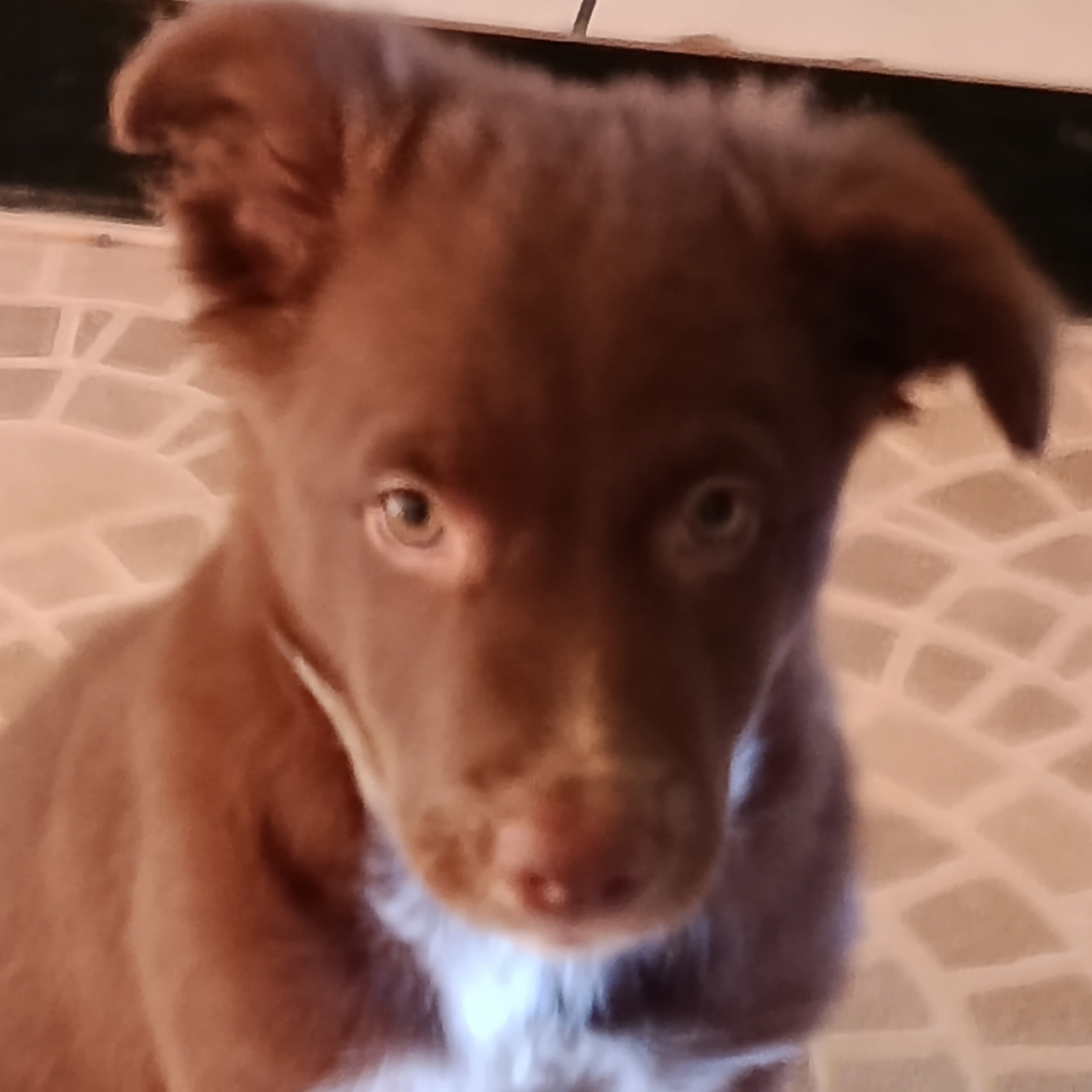 Alice Jairo Ramos dos Santos 