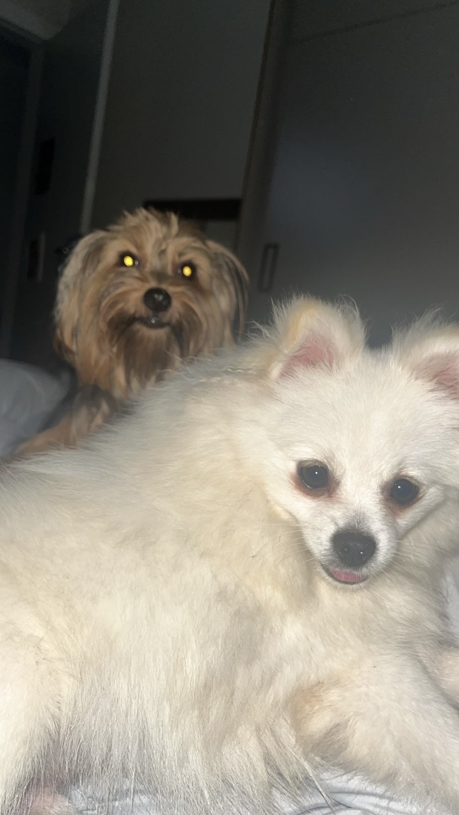 Luffy( split alemão )ou Juninho (yorkshire) Nubia 
