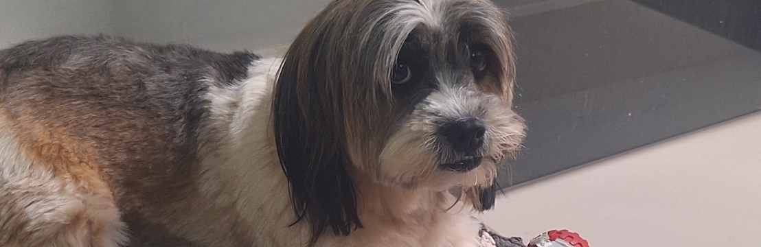 Chiquinha Maria Carolina Portela de Souza 