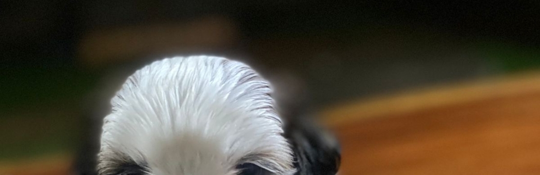 Snoopy Isabella Garcia 