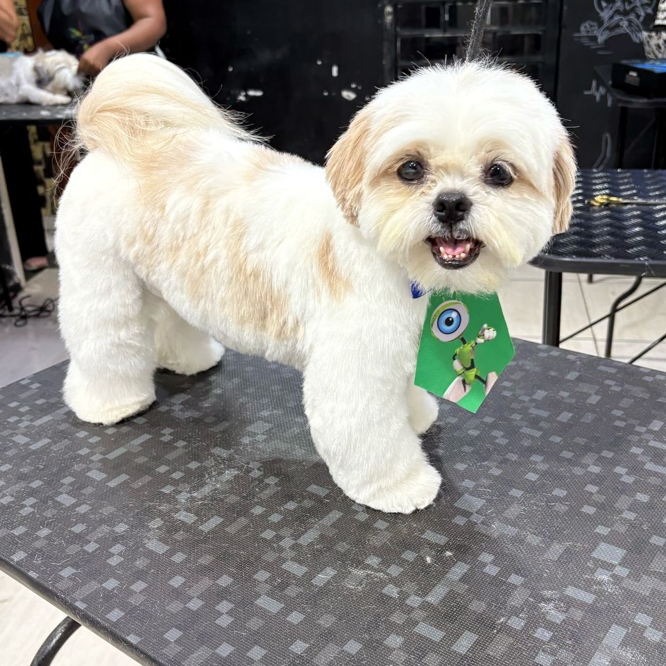 Chewie Mônica e Andréa