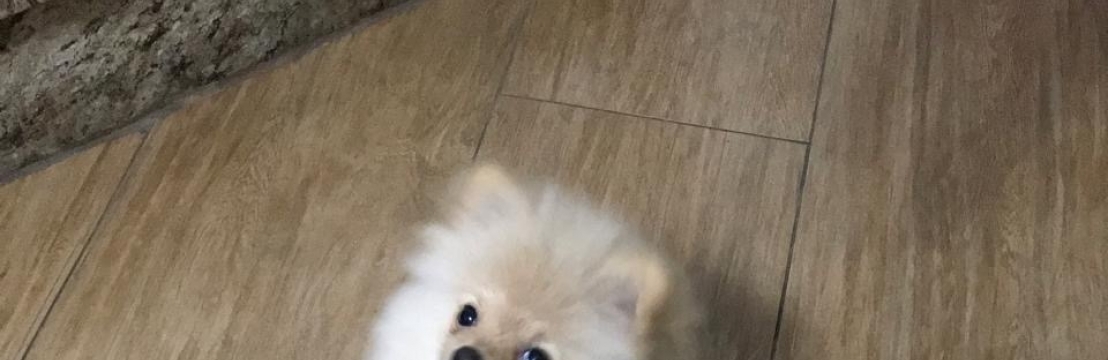 SIMBA CAMPOS Thais Campos Silva Lima 