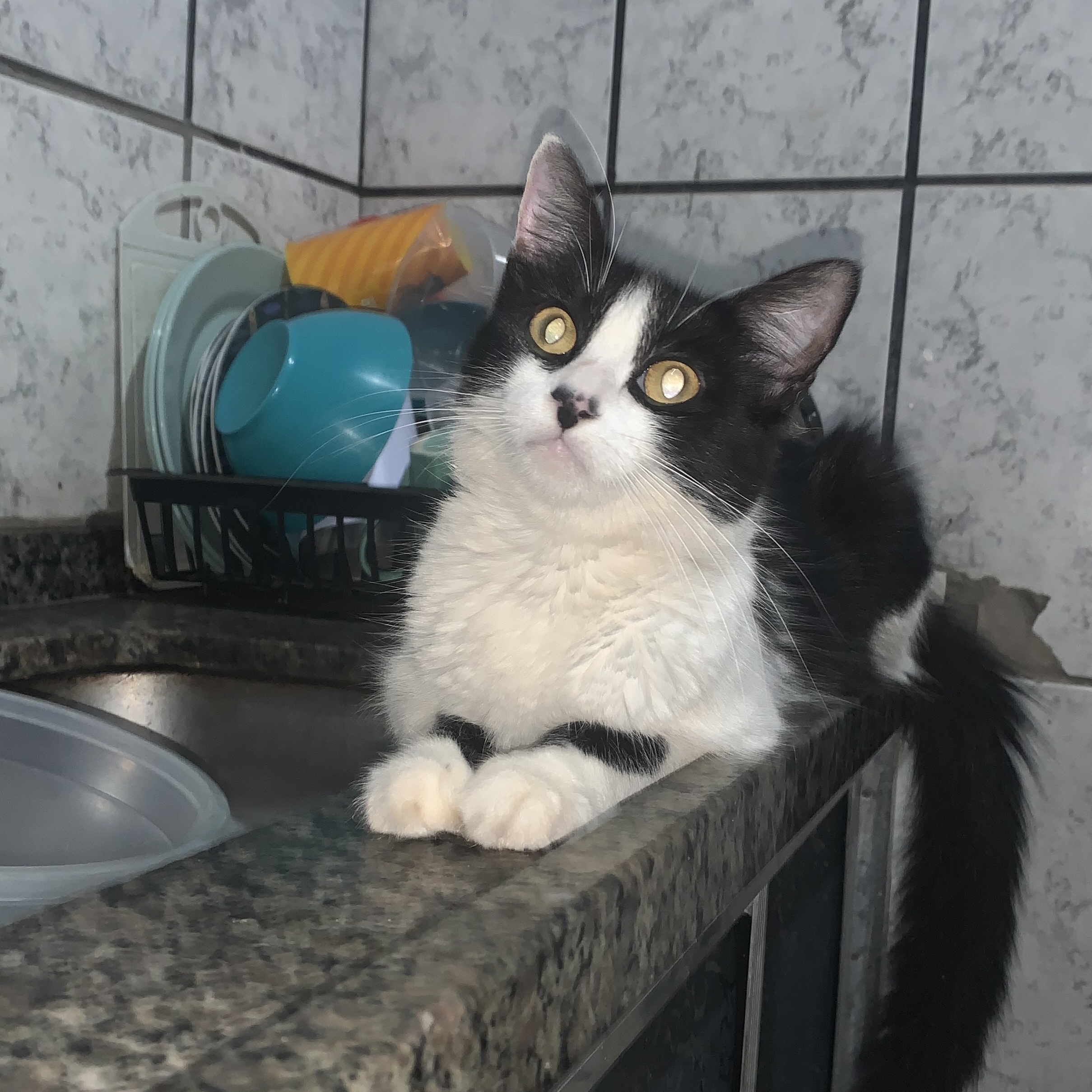 graviola Kimberly José pedro