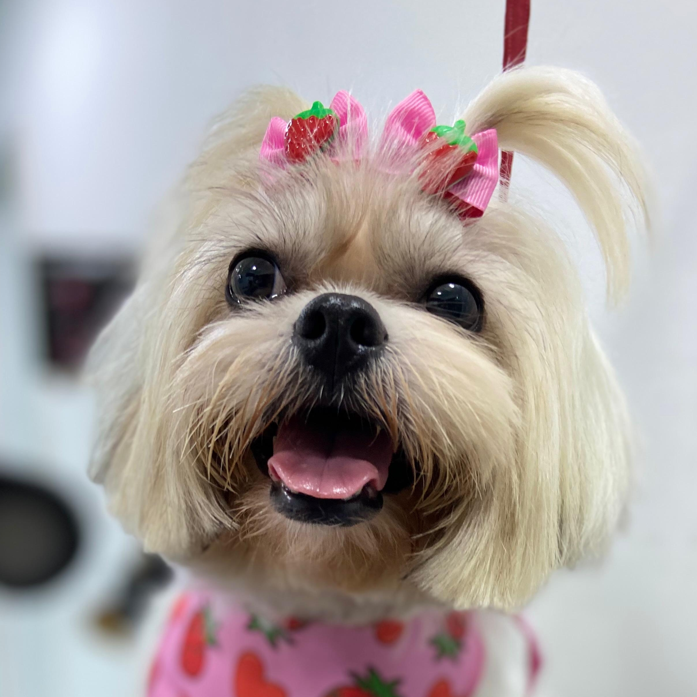 -Aurora Corrêa  Izaura Corrêa 