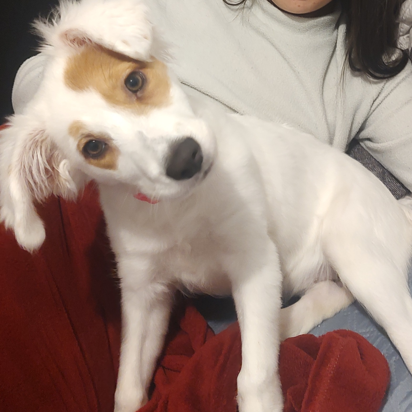 Amora Gracielle Monticelli 