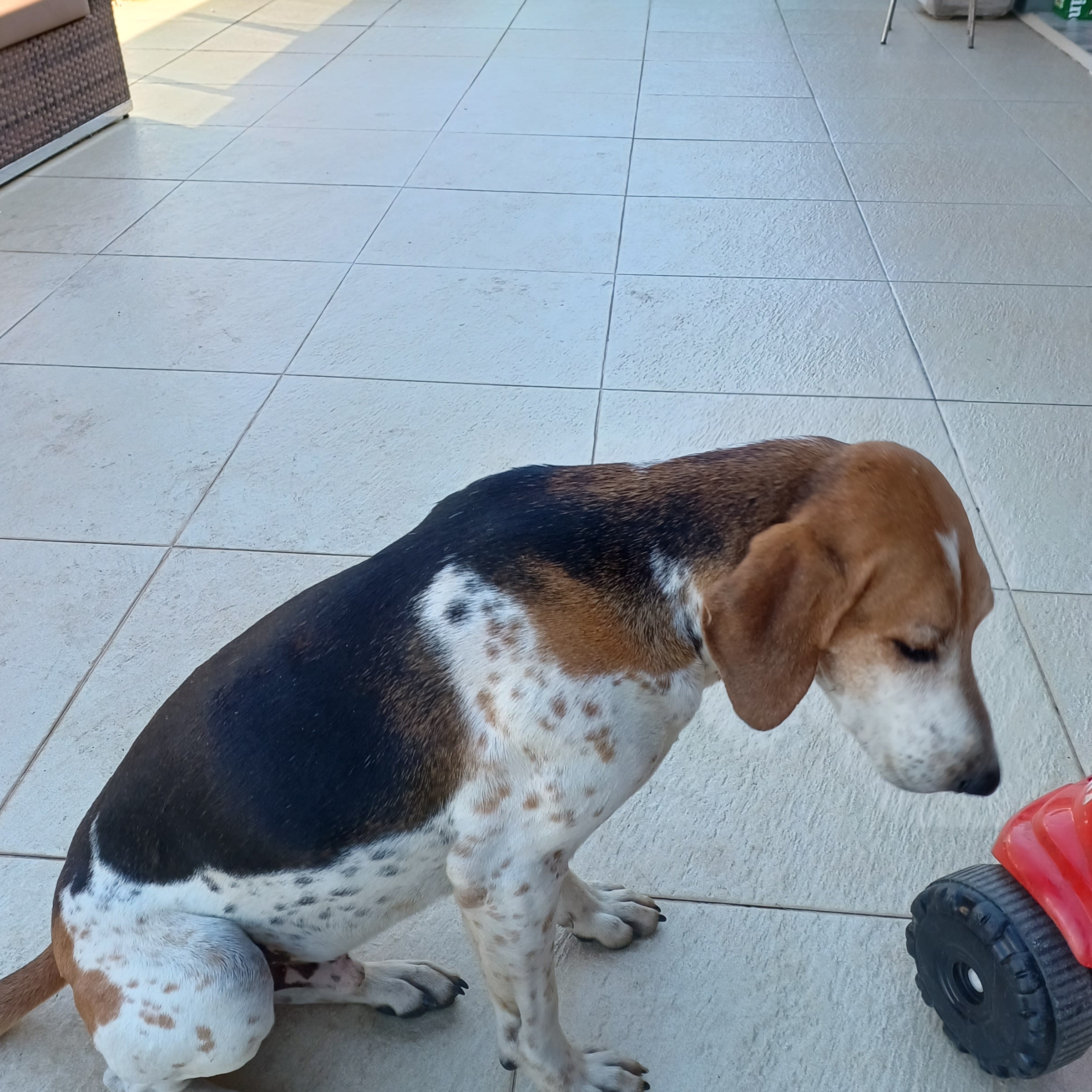 Joãozinho  Sebastião Aiala