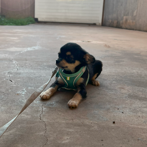 Lupin Schirley Moreira