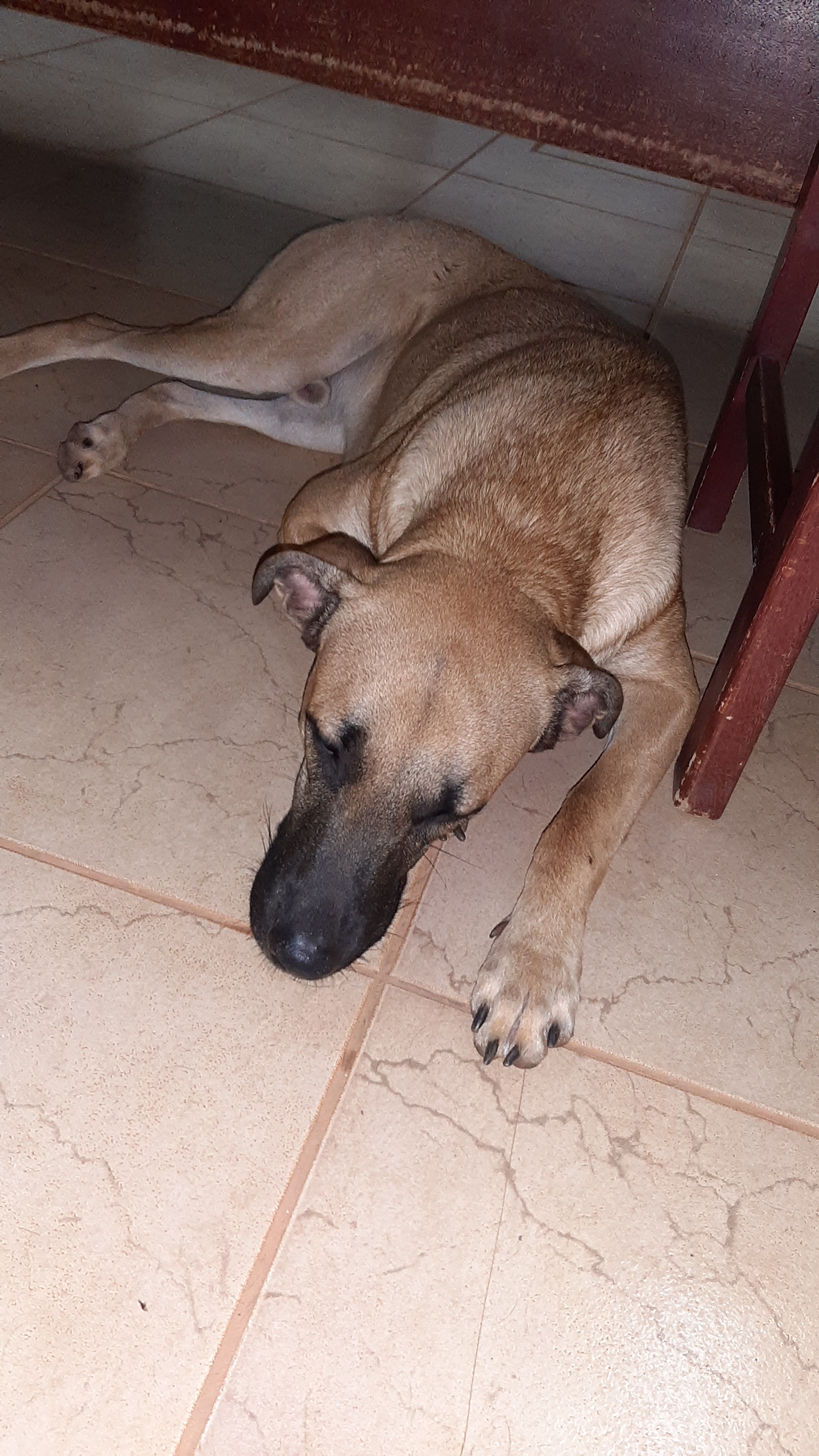 Biscoito Jose pedro