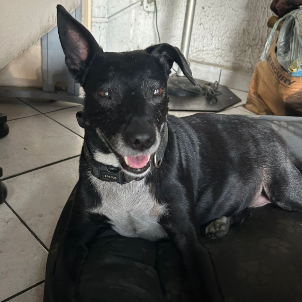 Luna Ricardo