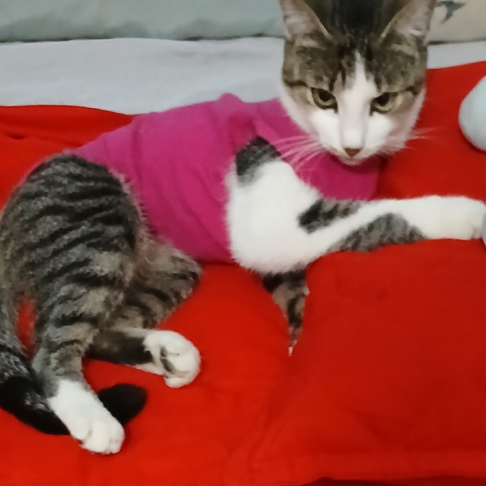 Luna Cristiano Rodrigo Pitante 