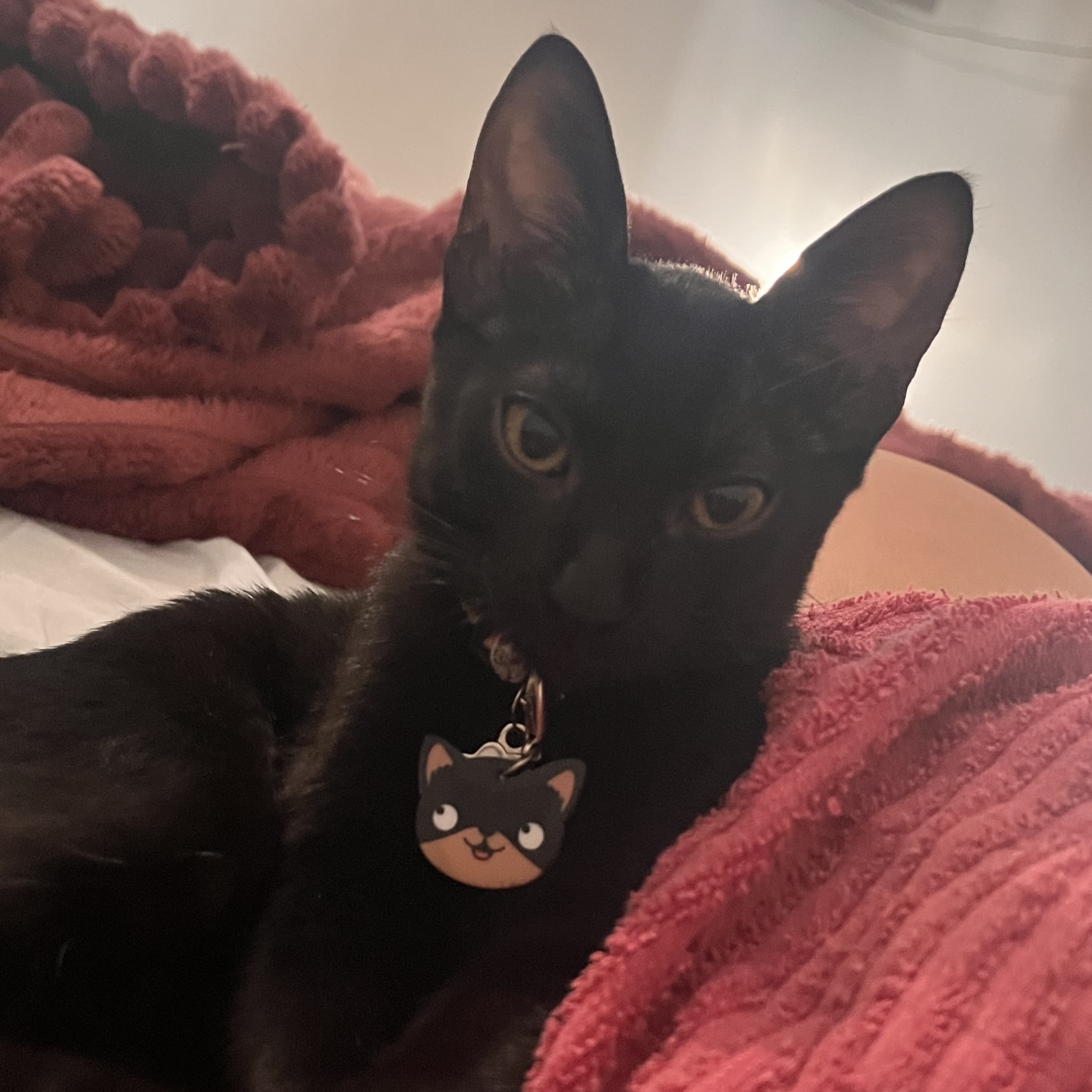 Bruce Wayne - Nádia e Marcos