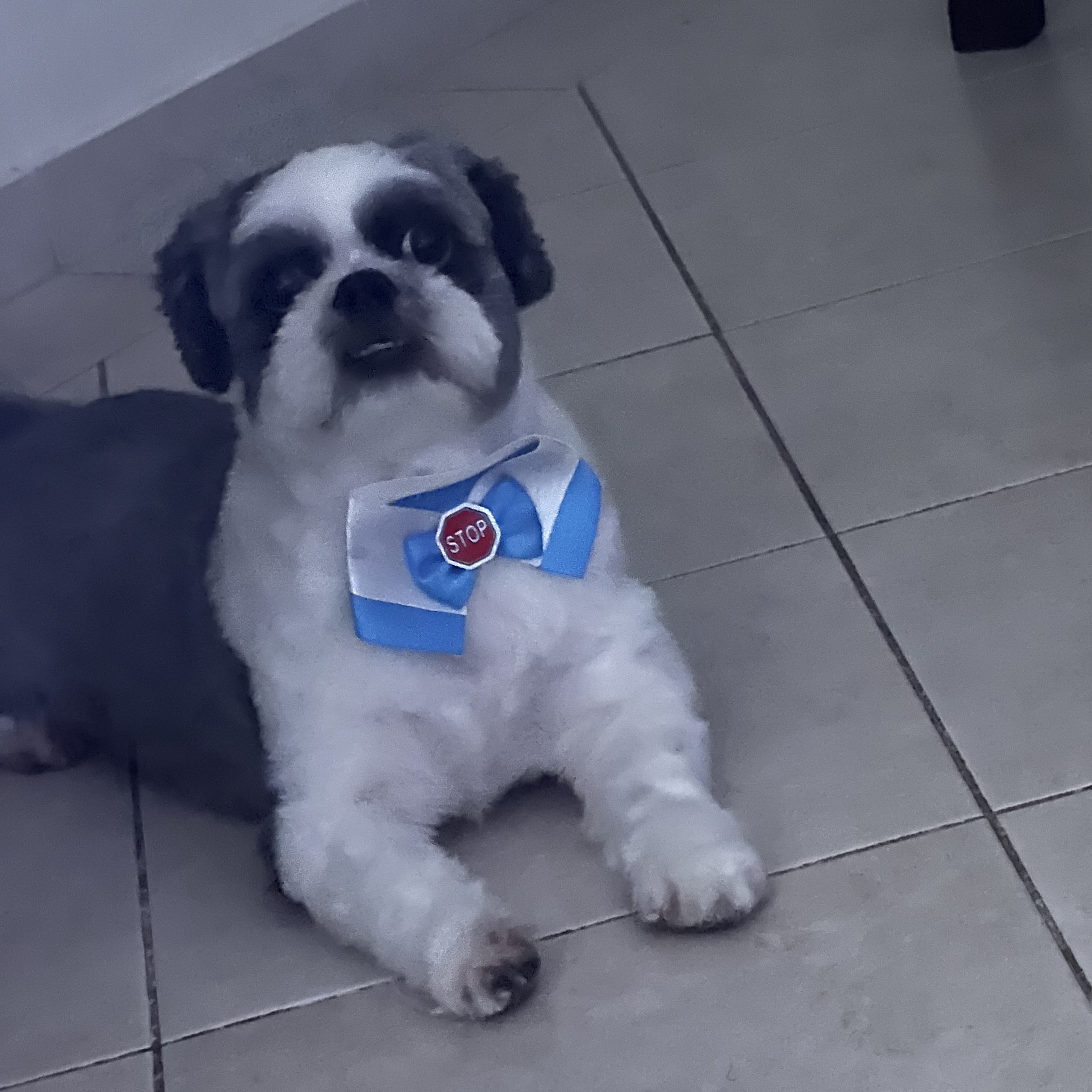 Toddy- Mateus de Lima Marcelino