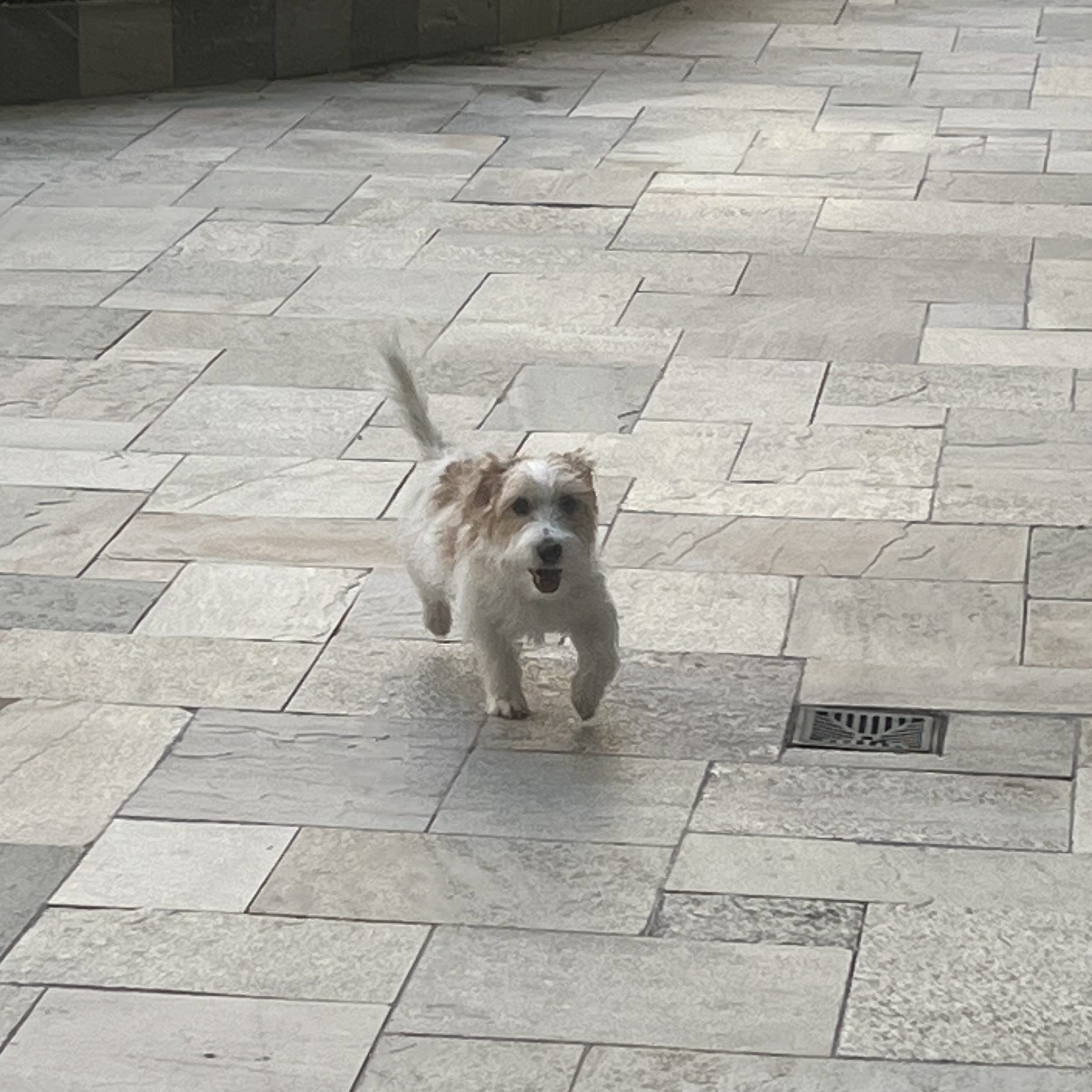 Buddy Alessandra Galeti