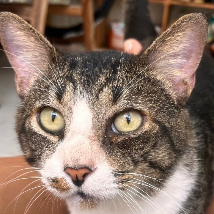 Selvagem wildcat mazzega moreira