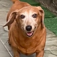 Nina Joyce Carvalho de Almeida 