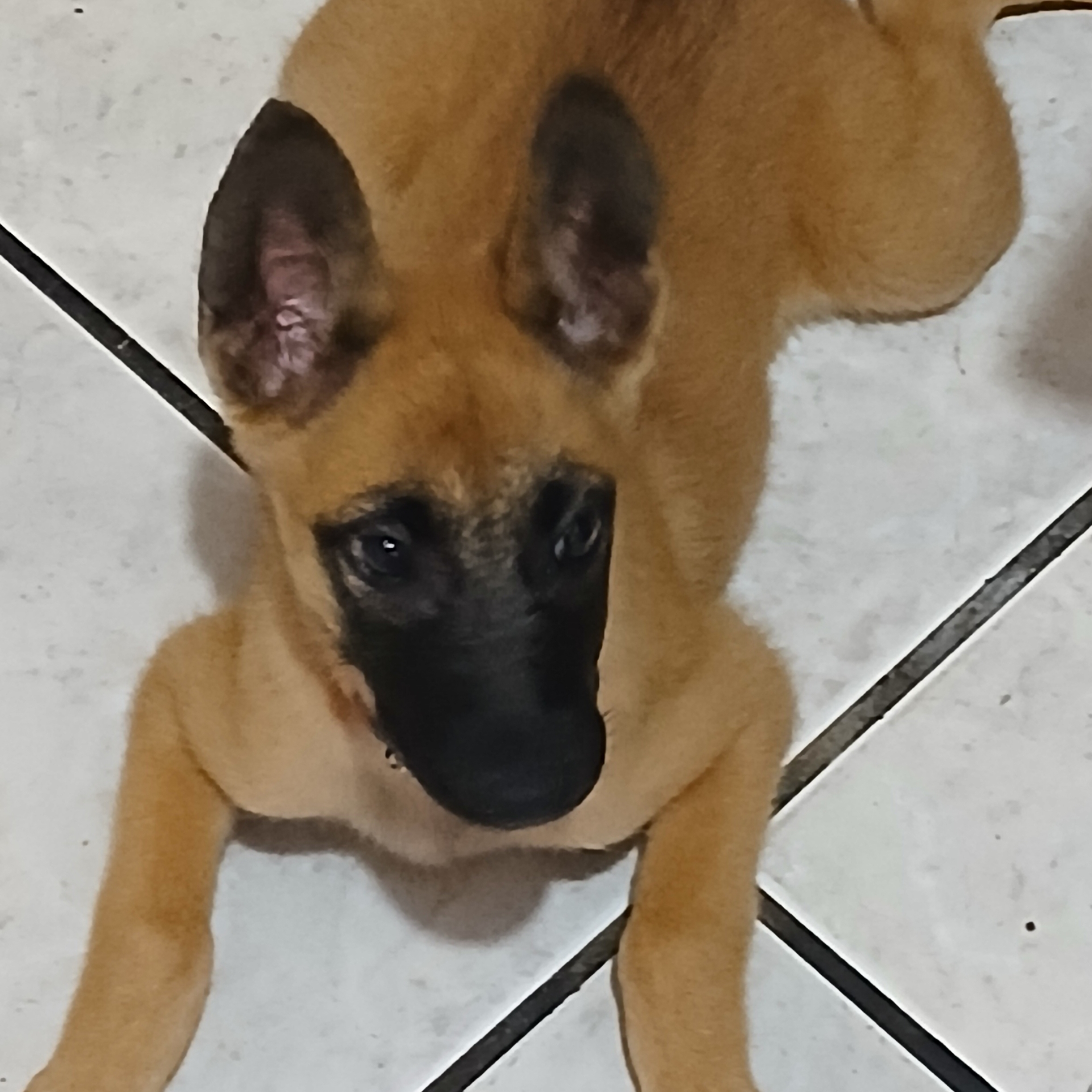 -pitica Neiva werner 