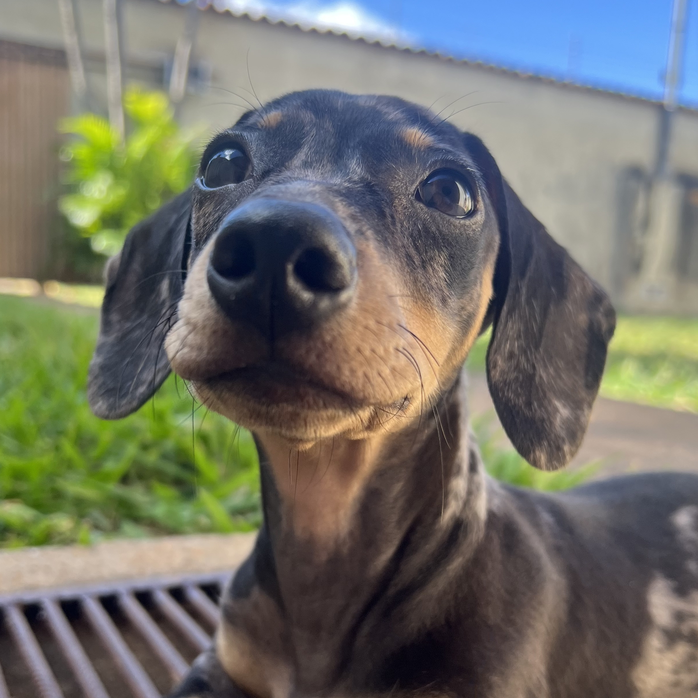 Chico Zoles  Alef Borges de Lima 