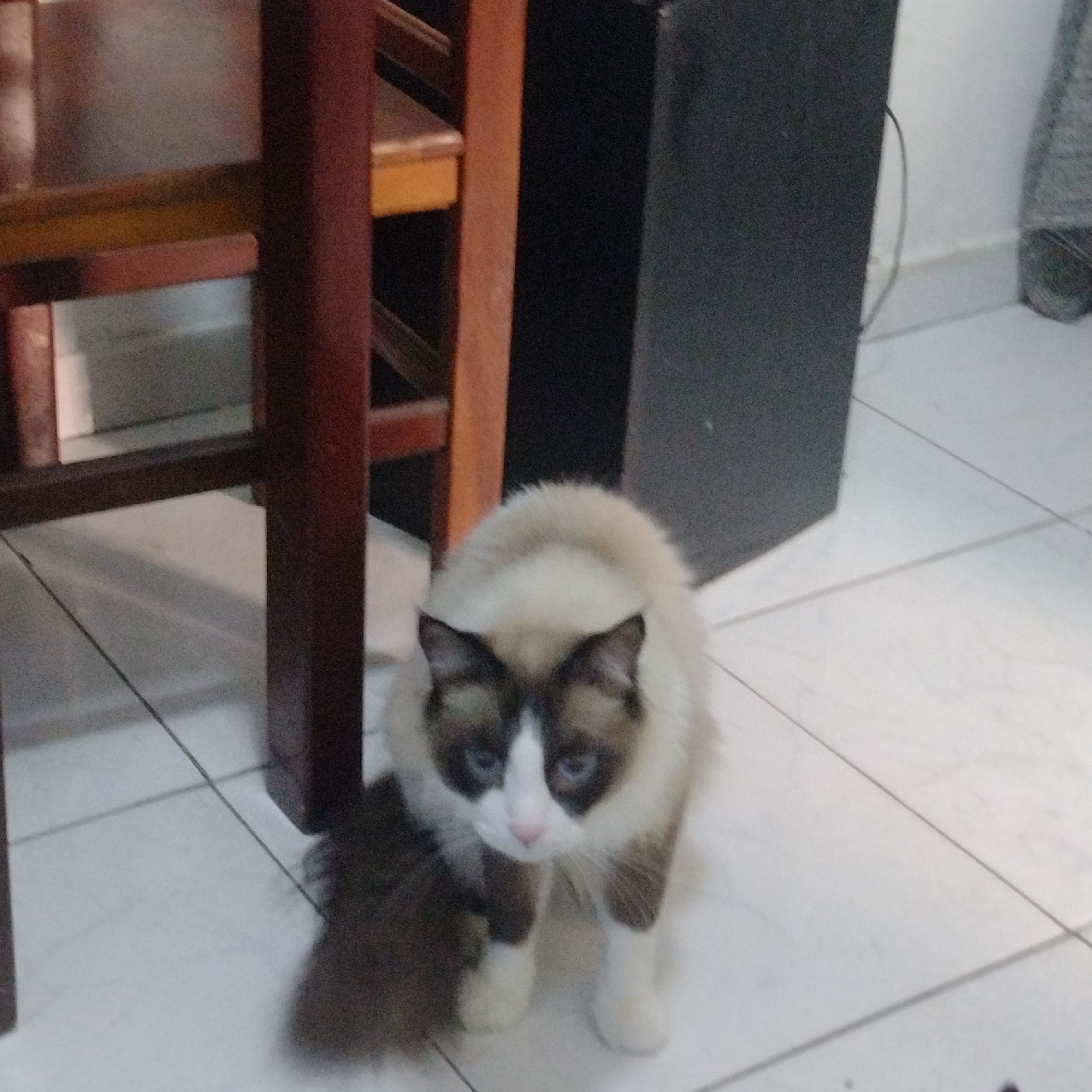 -Gatito Carla