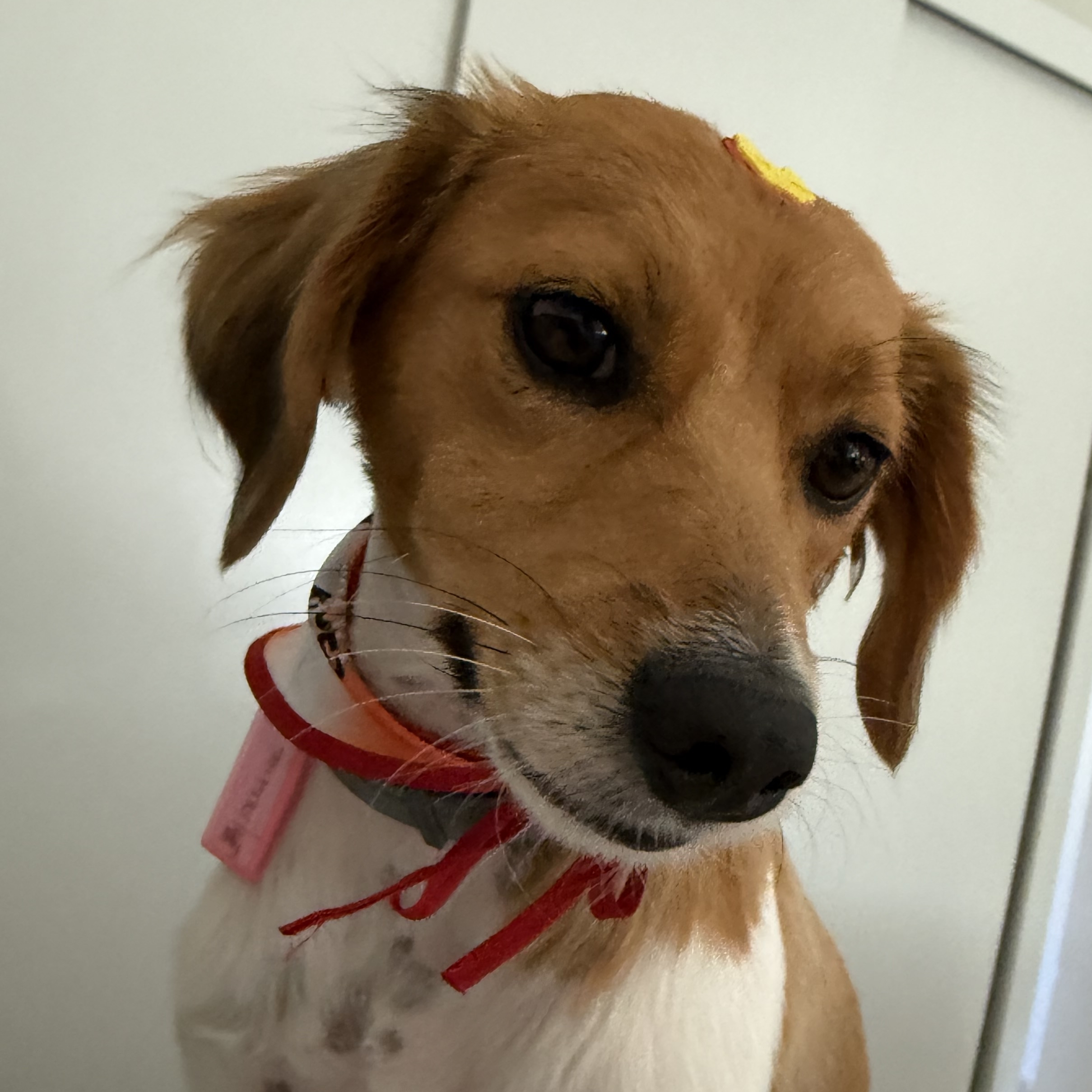  Billy Sperb Maria Elisabete Pimentel Sperb 