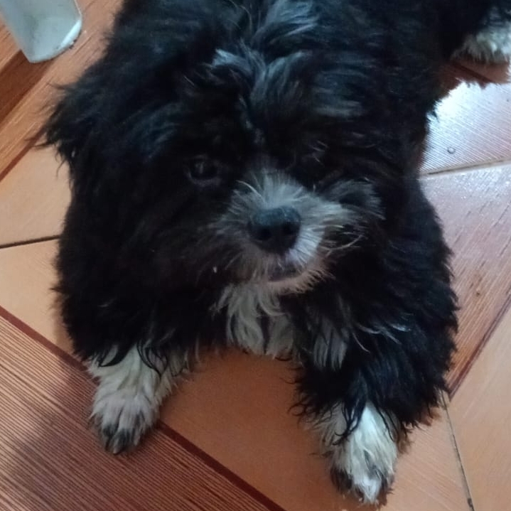 Chico Ana Cecília 
