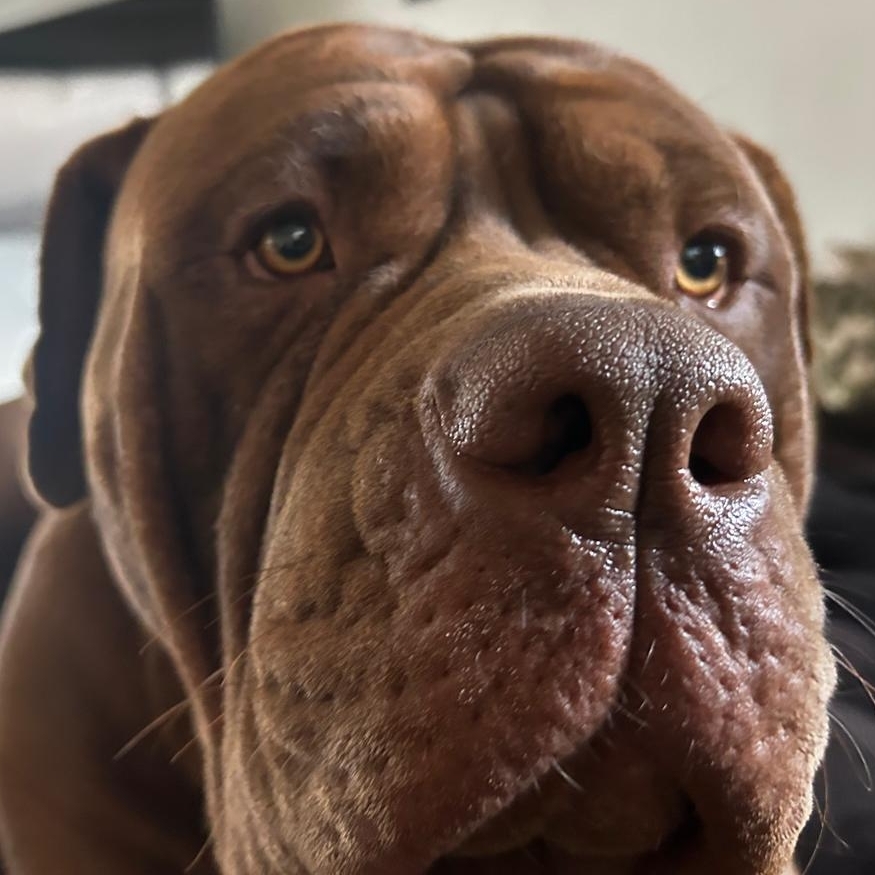 Brutus Hernane