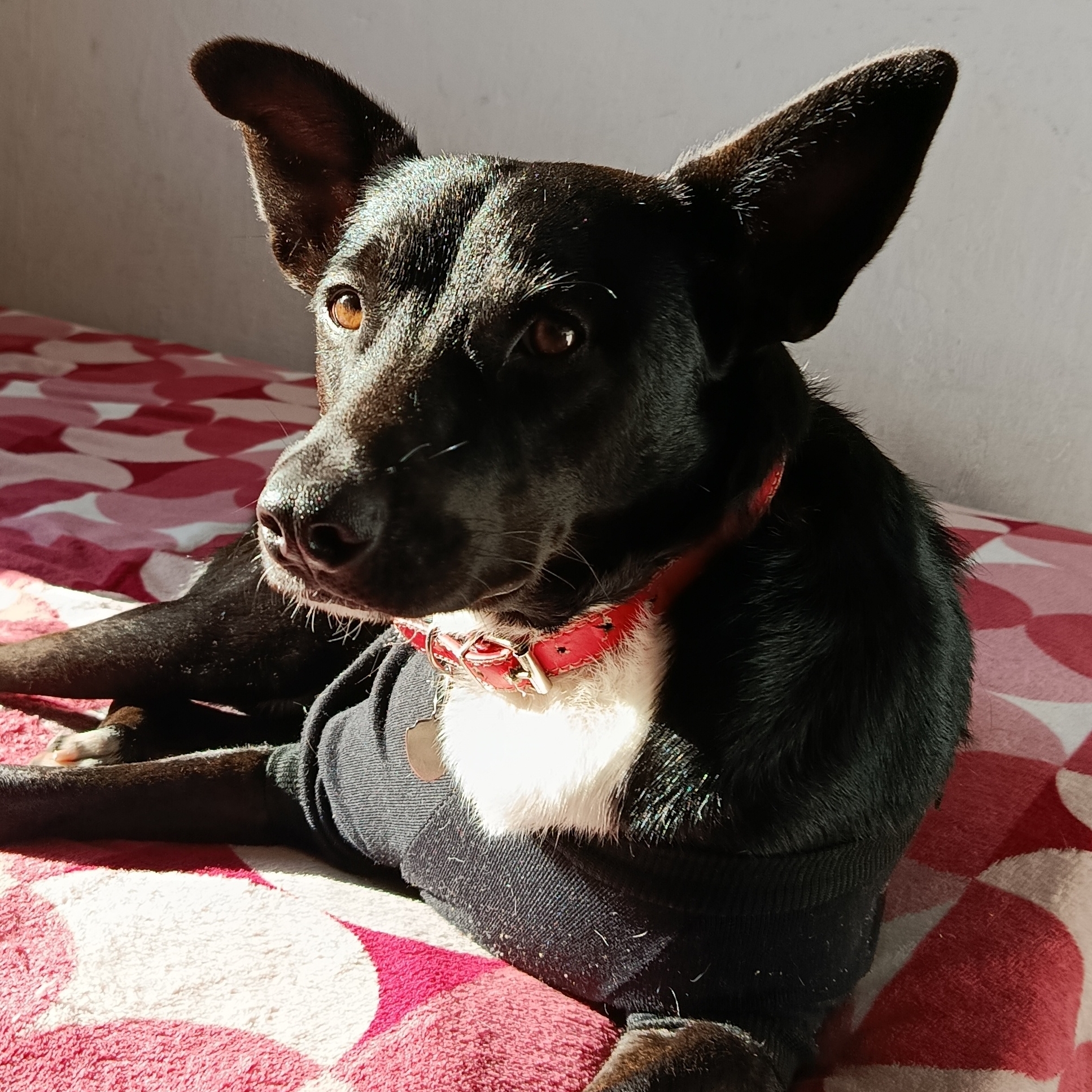Oreo Souza dos Santos  Erika Cristina Souza dos Santos 