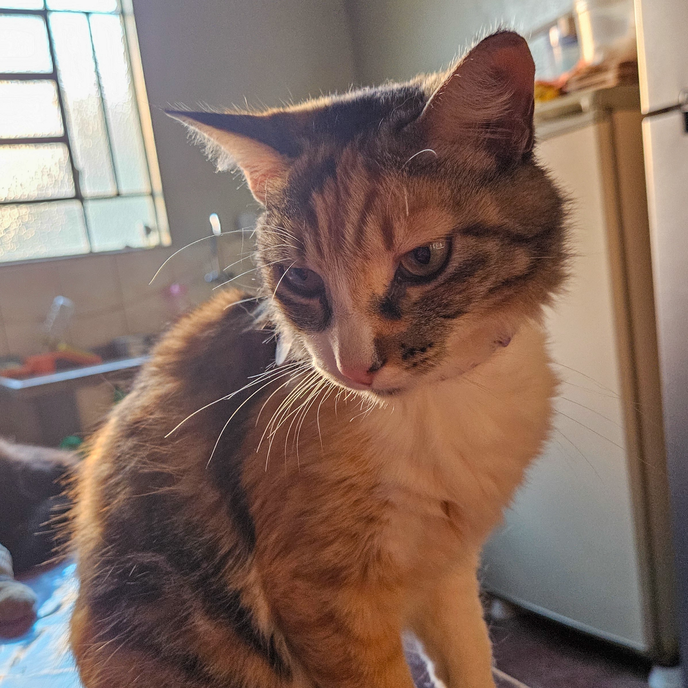 Lola Tuânia Eduarda da Silva 