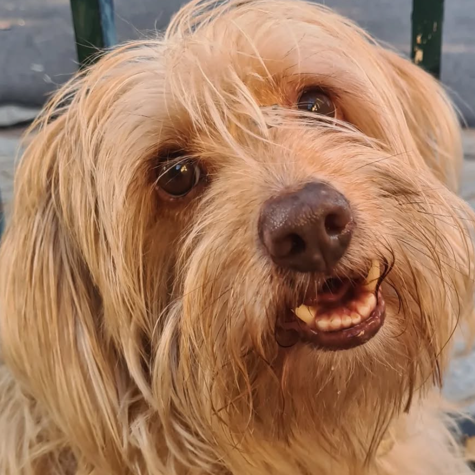 Chewie Jessica e Fábio 