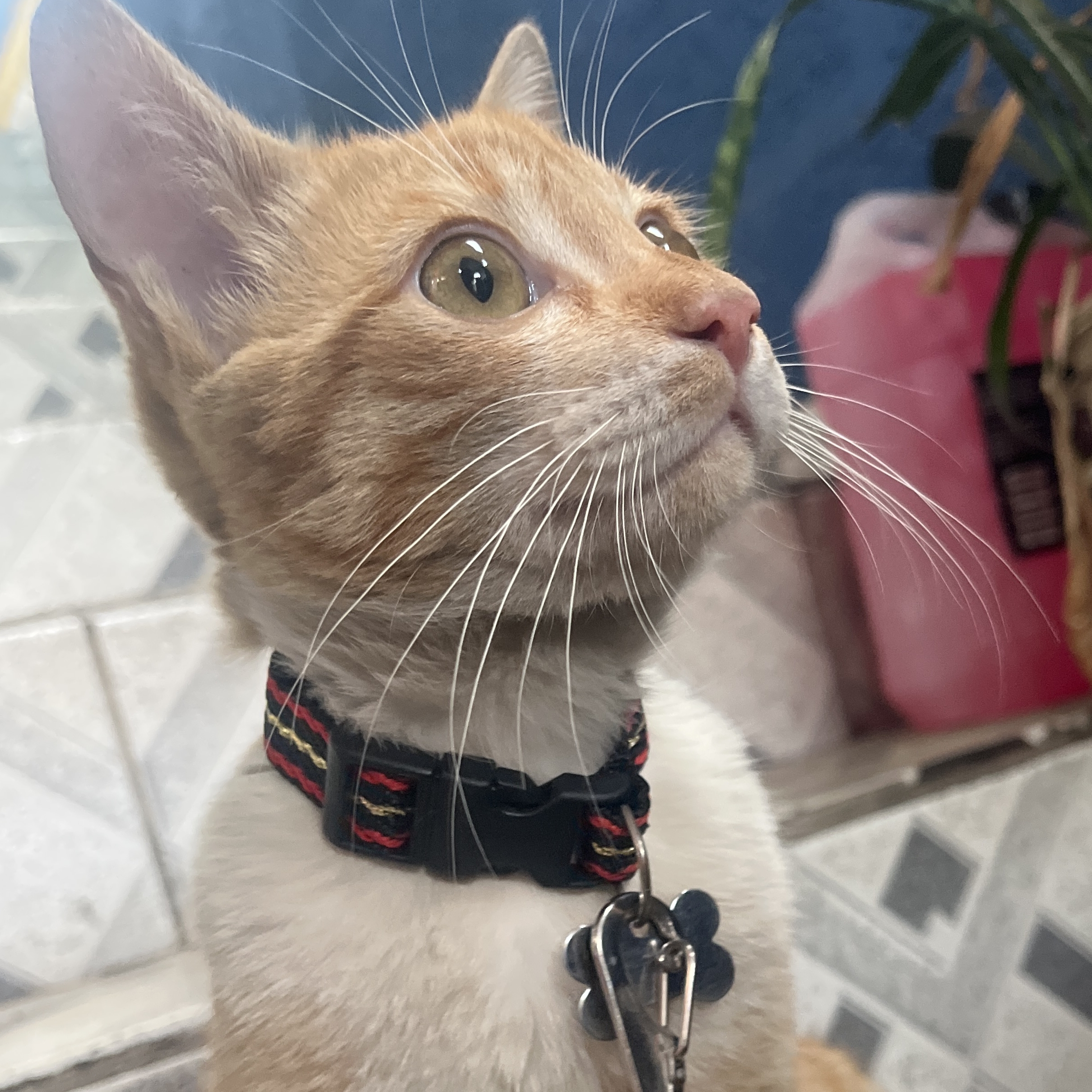Bastiaozinho Gustavo 