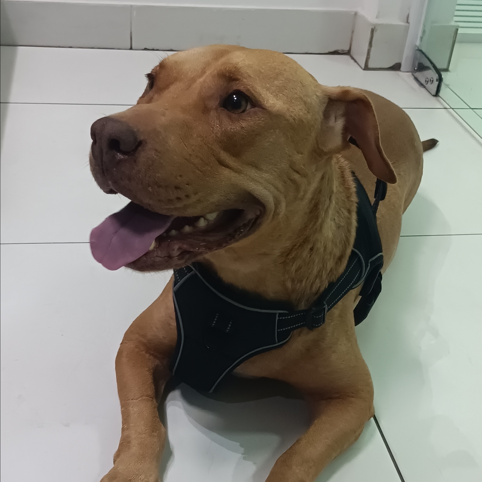 Nalla Victoria  Shoraya e Luiz Felipe 