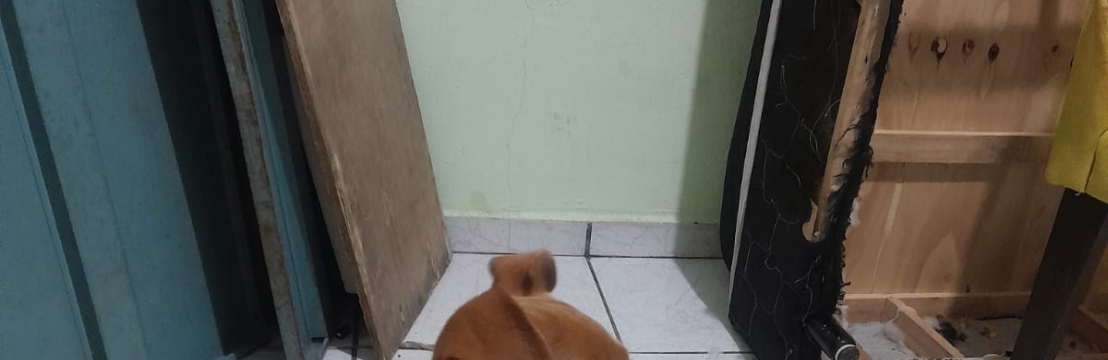 CaramelloNickolas eduardo
